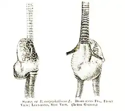 Syrinx of the possibly extinct pink-headed duck