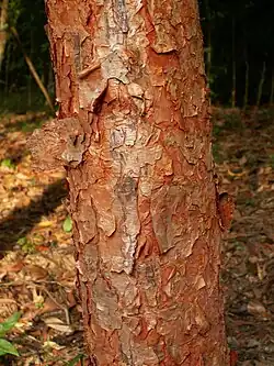 Distinctive red trunk