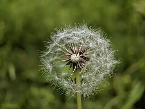 Seedhead