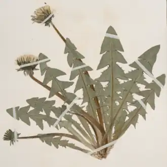 Specimen from Finland