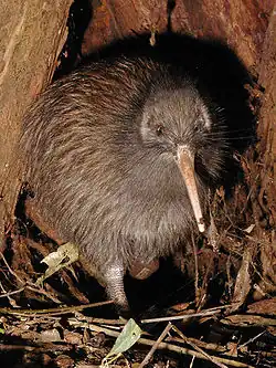Kiwi among sticks