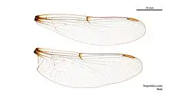 Male wings