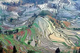 Image 41Ancient rice terraces in Yuanyang County, Yunnan (from History of agriculture)