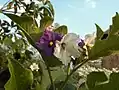 The flowers of the Thai eggplant