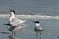 Sandwich terns on Düne, Heligoland