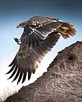 Eagle