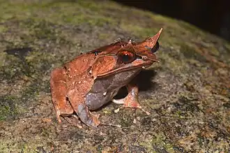 Long-nosed horned frog