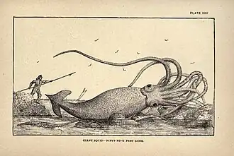 Artist's impression of the Thimble Tickle specimen, from Charles Holder's Marvels of Animal Life (1885)