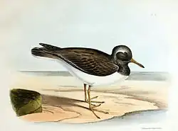 Locally extinct shore plover, once thought a separate species