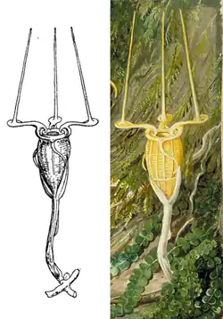 Left: Beccari's original illustration. Right: Marianne North's painting based on the original illustration.