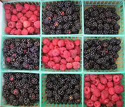 Raspberry and blackberry farming