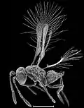 A small chalcidoid wasp (Tinkerbella nana). Scale bar 0.1 mm