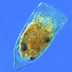Tintinnid ciliate Favella