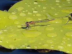 Female eating a fly