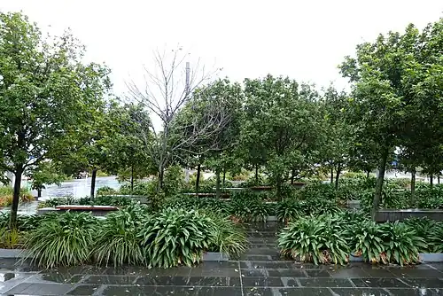 Tītoki trees in street planting at Wynyard Quarter, Auckland