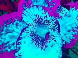 Tjasa Iris, THE EYE, blue, manipulated photograph, 120 x 160 cm, 2016