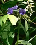 Ohio spiderwort