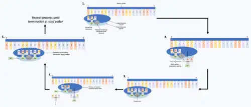 Five strands of mRNA with all with a ribosome attached at different stages of translation. The first strand has a ribosome and one tRNA carrying its amino acid base pairing with the mRNA, the second strand has a ribosome and a second tRNA carrying an amino acid base pairing with the mRNA, the third strand has the ribosome catalysing a peptide bond between the two amino acids on the two tRNA's. The fourth strand has the first tRNA leaving the ribosome and a third tRNA with its amino acid arriving. The fifth strand has the ribosome catalysing a peptide bond between the amino acids on the second and third tRNA's with an arrowing indicating the cycle continues