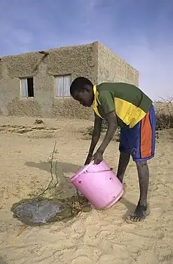 Image 23Young man waters a newly planted tree in Mali (2010) (from Agroforestry)