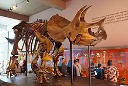 Triceratops mount in the Natural History Museum of Los Angeles County