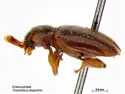 Trochoideus desjardinsi