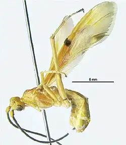 Photograph of a pinned Troticu sspecimen