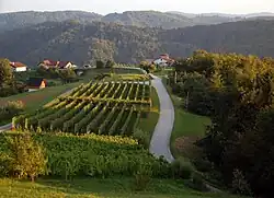 Trščina, lower part (August 2016)