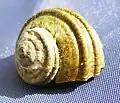 15 mm juvenile shell of L. smaragda, markedly different in sculpture than the adult form