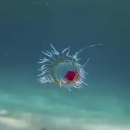 Turritopsis dohrnii achieves biological immortality by transferring its cells back to childhood.[236][237]