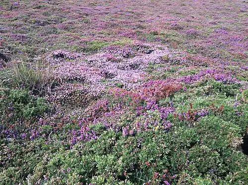Heather fields in Ortegal (Galicia, Spain)