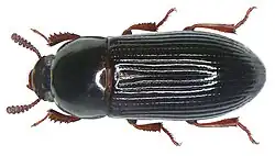 Uloma emarginata