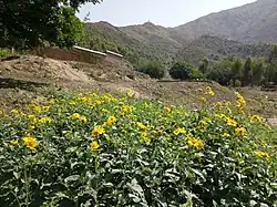 Wildflowers on mountainside
