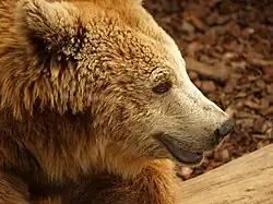 Brown bear