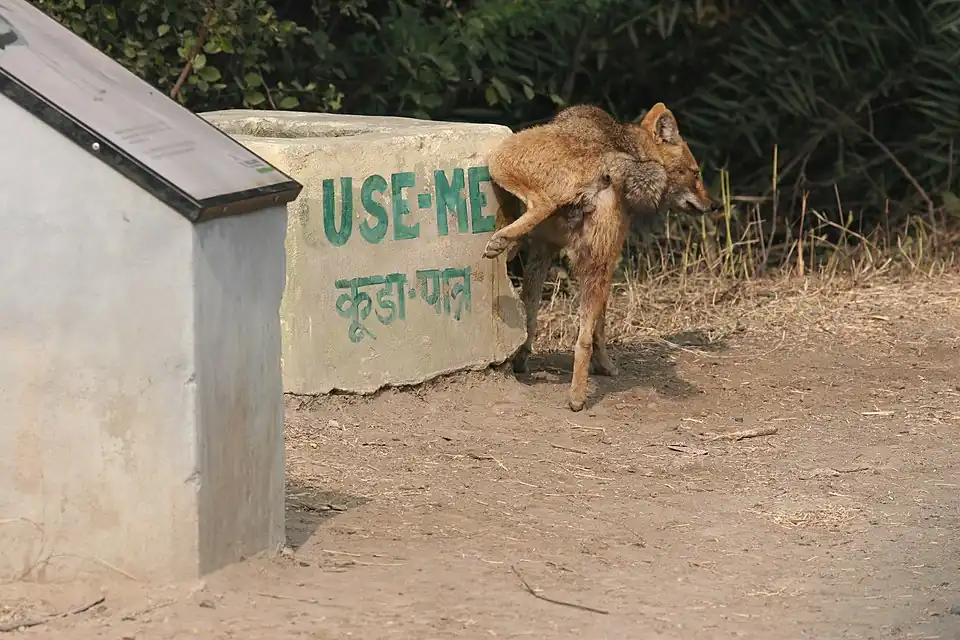 Scent marking in Keoladeo National Park