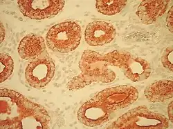 Localization of ovine uterine serpin in endometrial glands.