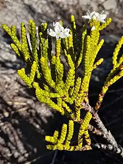 A small veronica with green branchlets in flower