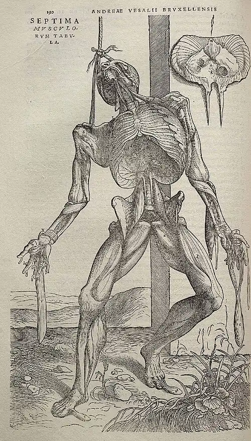 Image 13Vesalius's intricately detailed drawings of human dissections in Fabrica helped to overturn the medical theories of Galen. (from Scientific Revolution)