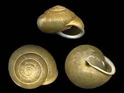 Vespericola armigera