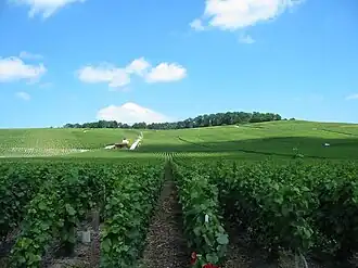 Vineyards near Épernay