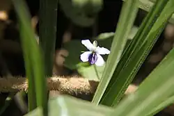 Flower of Viola abyssinica