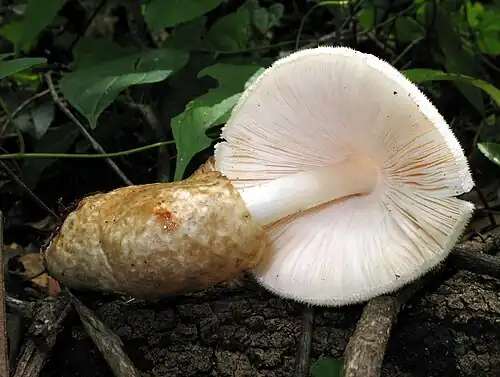 A tannish sac-like volva covers the stem base.