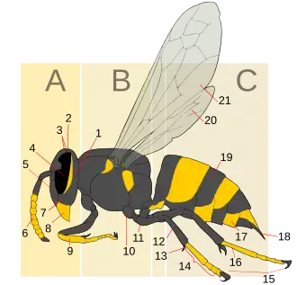 A tergite of this wasp is labeled 19.