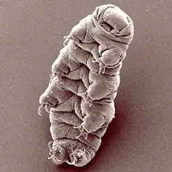 Water bear Hypsibius dujardini