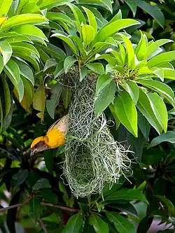 Weaverbird at nest, West Bengal, India