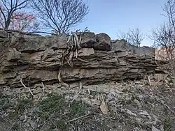 Outcrop of Westerville Limestone, Cherryvale Formation, Lower Linn Subgroup, Kansas City Group. The limestone overlays much softer Wea Shale, which quickly erodes leaving a characteristic overhang. Raytown, Missouri.