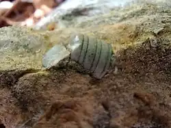 Crinoid fossil in Westerville Limestone, Cherryvale Formation, Lower Linn Subgroup, Kansas City Group, Missourian Series, Pennsylvanian System. Raytown, Missouri.