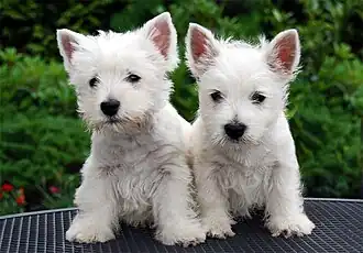 Image 43West Highland White Terrier puppies (from Puppy)