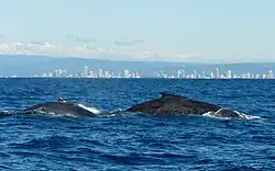 Photo of whales at surface with buildings in the background