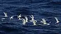 Flock of white-fronted terns foraging at sea