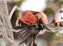 A reddish-headed bird puts its beak on a small nipple at the base of its brownish-grey tail.
